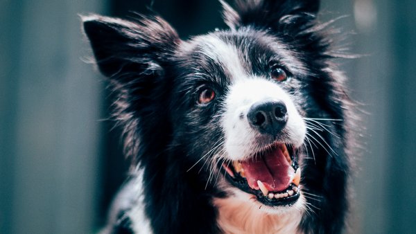 Come scegliere la migliore assicurazione per animali domestici